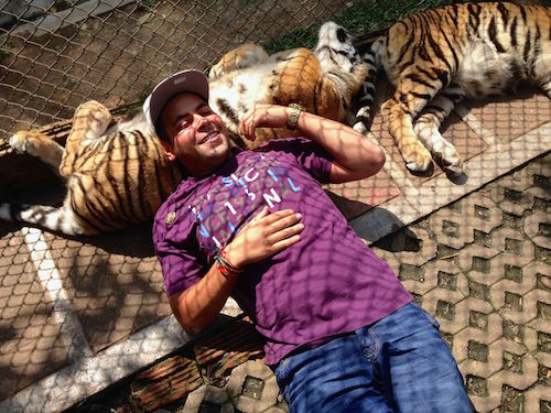 Tiger Kingdom Chiang Mai Thailand